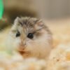 pexels-photo-3362698-3362698 Funny small fluffy domestic hamster sitting in cage on sawdust and nibbling food