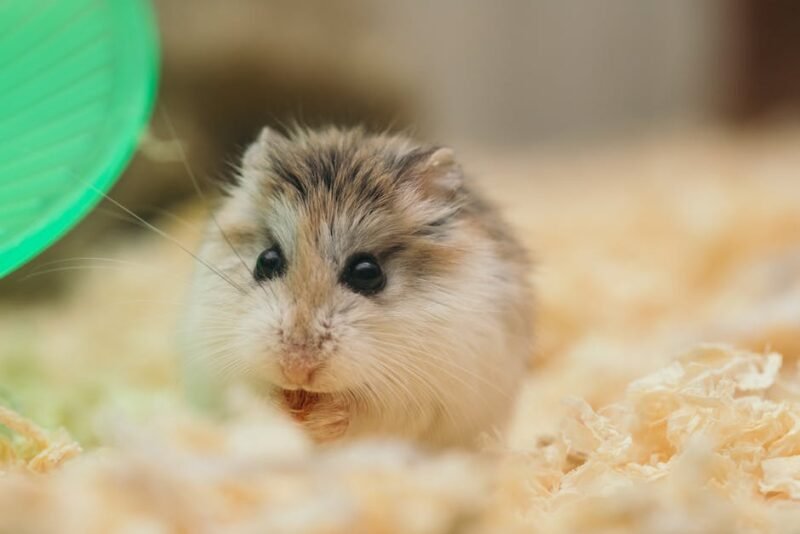 pexels-photo-3362698-3362698 Funny small fluffy domestic hamster sitting in cage on sawdust and nibbling food