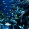Capture the vibrant marine life of a tropical aquarium with diverse fish species swimming amidst colorful corals.