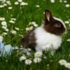 pexels-photo-372166-372166 Adorable brown and white bunny sitting among daisies with Easter eggs on a spring day.