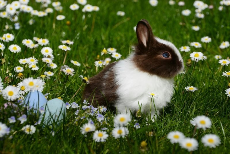 pexels-photo-372166-372166 Adorable brown and white bunny sitting among daisies with Easter eggs on a spring day.