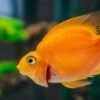 A detailed close-up of a vibrant orange fish swimming inside an aquarium.